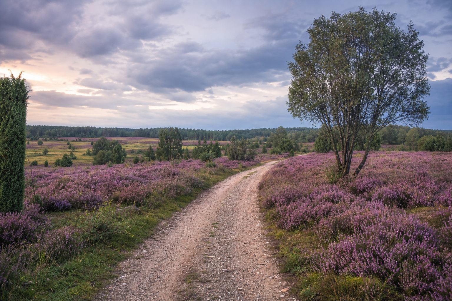 Fahrradweg entlang blühender Heide